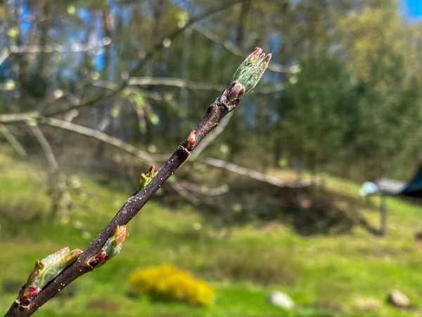 Młode Pąki Liście Kwitną Pierwsze Liście Jabłoni Niewyraźne Wiosenne Tło — Zdjęcie stockowe