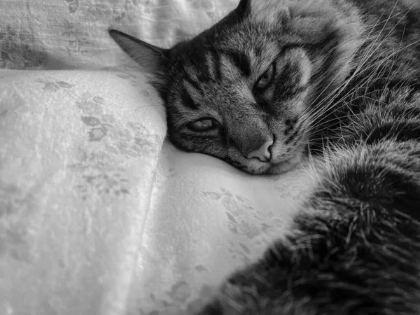 一只长着胡子和耳朵的带条纹 蓬松美丽的睡猫 它的头和嘴躺在床上 — 图库照片