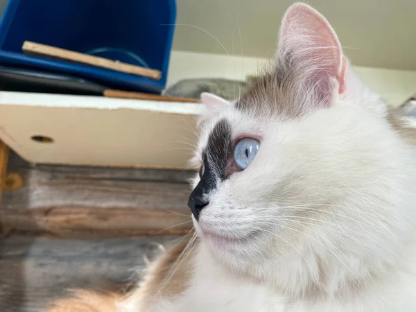 Głowa Kaganiec Białego Czarnymi Plamami Puszysty Piękny Kot Niebieskimi Oczami — Zdjęcie stockowe