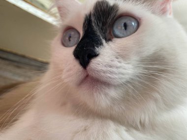 Siyah benekli, beyaz bir kedinin kafası ve ağzı mavi gözlü, uzun bıyıklı ve kulaklı, yatakta yatan güzel bir kedinin..