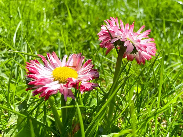 Zwei Kleine Rote Mit Lila Und Weißen Schönen Wildblumen Mit — Stockfoto
