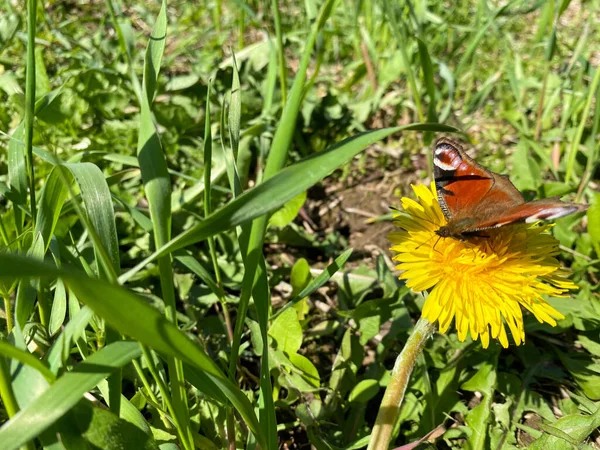 Mooie Bruine Natuurlijke Vlinder Kool Zit Een Gele Paardebloem Groen — Stockfoto