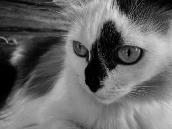 Cabeça Focinho Branco Com Manchas Pretas Gato Bonito Fofo Com — Fotografia de Stock