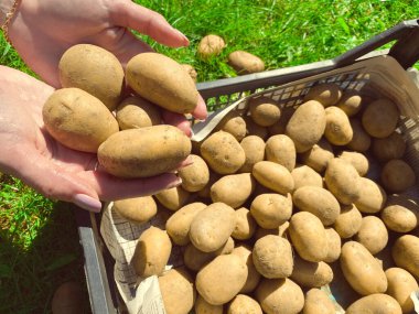 Bir çiftçinin beyaz eldivenli elleri siyah patates tohumlarının üzerinde filizlenmiş bir patates yumrusu tutar. Arkaplan.