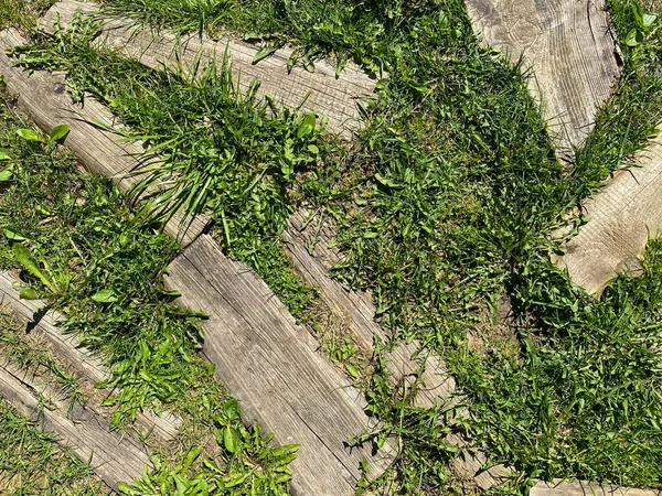 Ground Surface Texture Green Natural Grass Wood Planks Logs Walkway — Stock Photo, Image