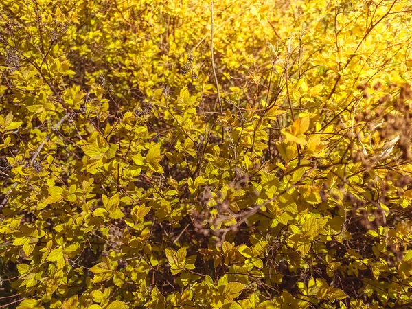 Yoğun Yeşil Çalılıklar Uzun Çim Altın Sarısı Çalılar Ince Keten — Stok fotoğraf