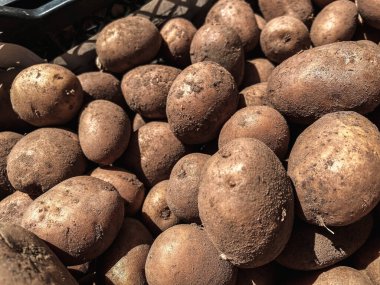 Doğal sarı, güzel, olgun, lezzetli, sağlıklı, toprakta taze nişasta patatesleri. Arkaplan.