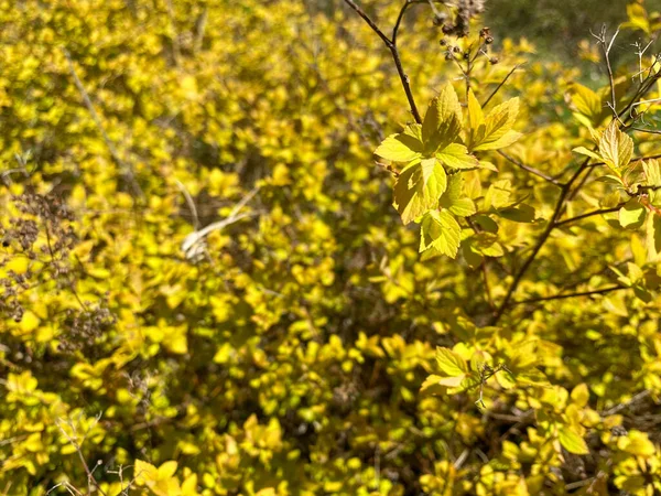 Belles Petites Fleurs Jaunes Des Buissons Dans Lit Fleurs Texture — Photo