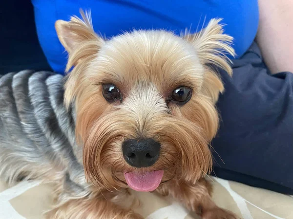 Lindo Yorkshire Terrier Acostado Suelo Mirando Cámara —  Fotos de Stock