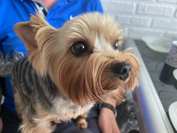 Pequeño Perro Doméstico Mullido Lindo Tipo Mascota Yorkshire Terrier Con —  Fotos de Stock