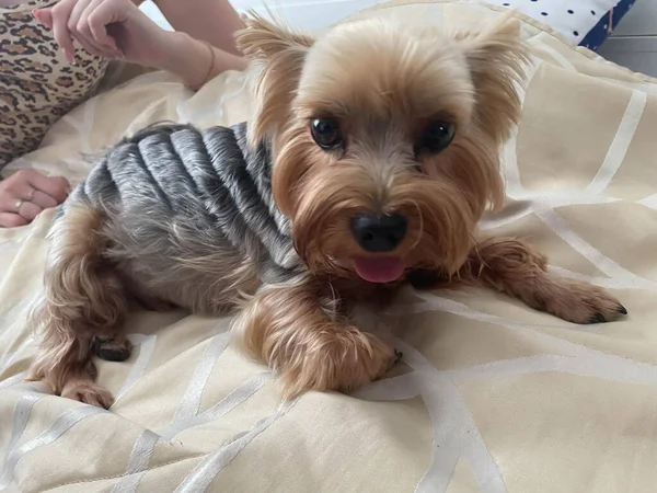 Perro Yorkshire Terrier Encuentra Suelo Con Las Patas Hacia Adelante —  Fotos de Stock