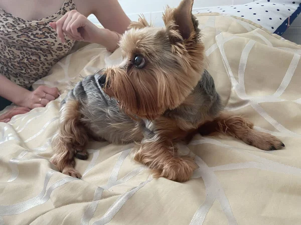 Una Mujer Está Acariciando Pequeño Perro Hermoso Esponjoso Yorkshire Terrier —  Fotos de Stock