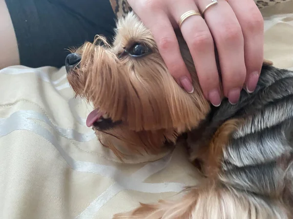 Una Mujer Está Acariciando Pequeño Perro Hermoso Esponjoso Yorkshire Terrier —  Fotos de Stock