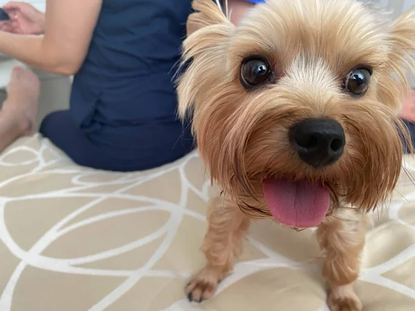 Pequeño Hermoso Perro Mullido Amable Hogar Mascota Yorkshire Terrier Con —  Fotos de Stock