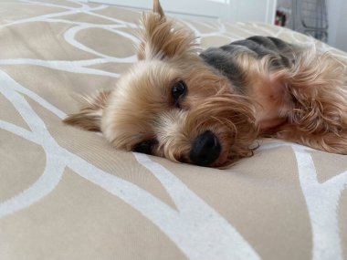 Küçük, güzel, tüylü bir köpek, ev hayvanı, Yorkshire Teriyeri, neşeli bir yüzü, büyük siyah gözleri ve uzanmış bir dili yatakta uyuyor..