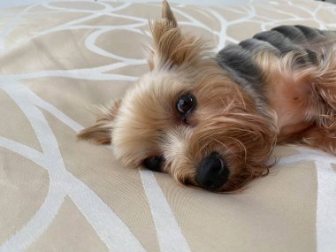 Küçük, güzel, tüylü bir köpek, ev hayvanı, Yorkshire Teriyeri, neşeli bir yüzü, büyük siyah gözleri ve uzanmış bir dili yatakta uyuyor..