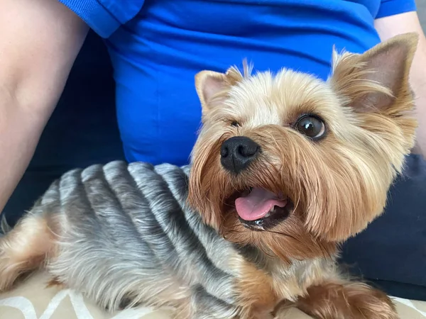 Pequeño Hermoso Perro Mullido Amable Hogar Mascota Yorkshire Terrier Con —  Fotos de Stock