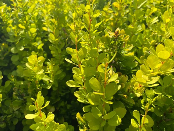 Kleine Groene Bloeiende Tedere Moerbeistruiken Thunberg Gouden Raket Bloemen Mooie — Stockfoto