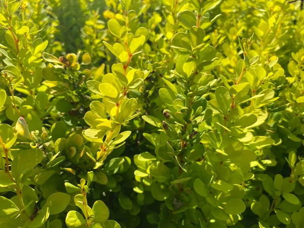 Pequeñas Flores Verdes Tiernos Arbustos Agracejo Thunberg Doradas Flores Cohete — Foto de Stock