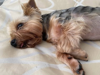 Yatak odasında şirin Yorkshire Teriyeri.