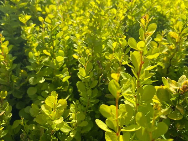 Kis Zöld Virágzó Érzékeny Borbolyhos Bokrok Thunberg Arany Rakéta Virágok — Stock Fotó