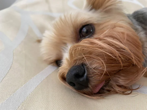 Pequeño Hermoso Perro Mullido Mascota Casera Yorkshire Terrier Con Una —  Fotos de Stock