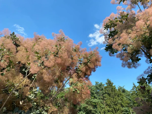 スカンビアの木の美しいエキゾチックな開花繊細な茂み空に対してロイヤルパープルの花の美しいふわふわ珍しい植物を日焼けさせます — ストック写真