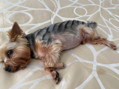 Köpek kanepede bej yastıklara uzanıyor, köpek Yorkshire Teriyeri.