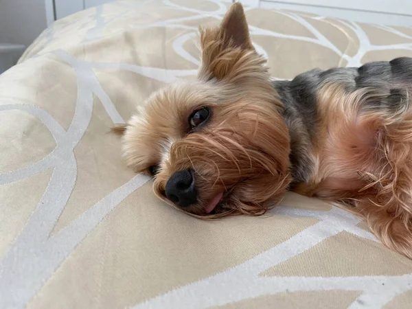 Pequeño Hermoso Perro Mullido Mascota Casera Yorkshire Terrier Con Una — Foto de Stock