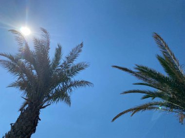 Güzel tropikal palmiye ağaçları beyaz bulutlu mavi gökyüzüne karşı. Kopyalama alanı olan doğal arkaplan.