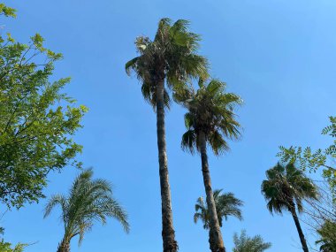 Tropik palmiye ağaçları mavi-mor gün batımı gökyüzüne karşı. Tropiklerde gün batımı.