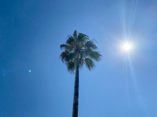Kokospalmen Gegen Den Himmel — Stockfoto