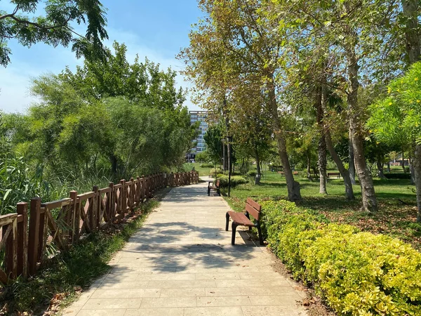 Nuovo Bellissimo Parco Moderno Con Piante Verdi Alberi Tropicali Cespugli — Foto Stock