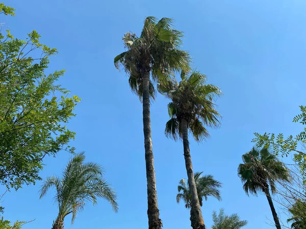Tropische Palmbomen Tegen Een Blauw Paarse Zonsondergang Hemel Zonsondergang Tropen — Stockfoto