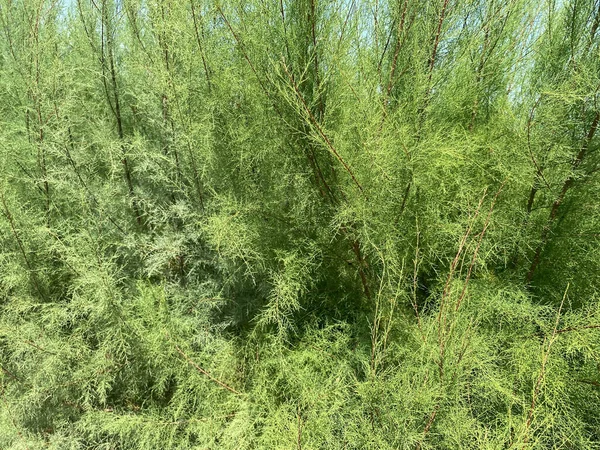 Getextureerde Achtergrond Van Naaldbomen Thuja Takken Bladeren Boom Naadloze Textuur — Stockfoto