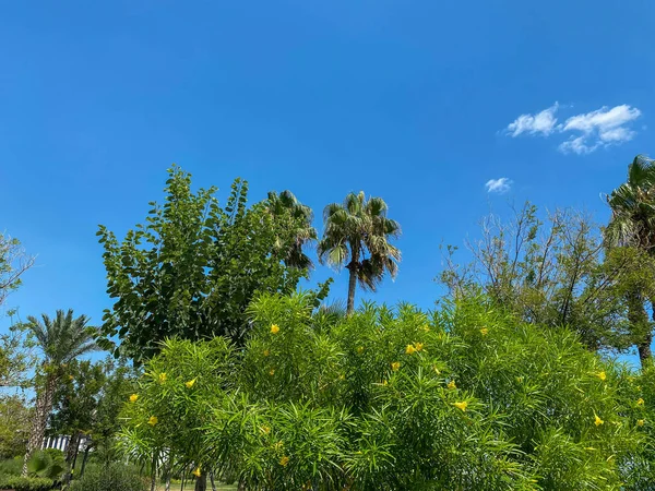 热带岛屿 天空背景的棕榈树 — 图库照片