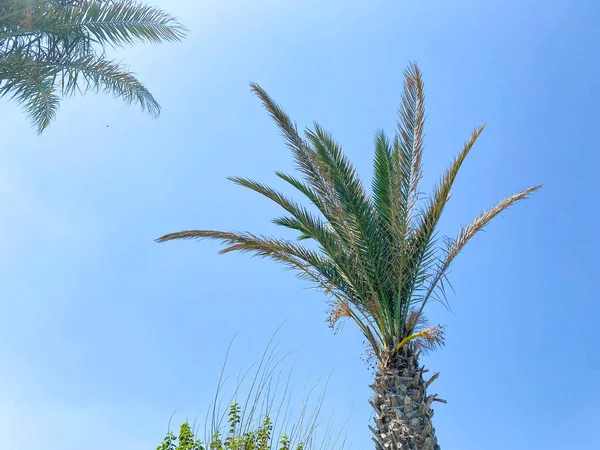 Groene Palmboom Tegen Blauwe Lucht Witte Wolken Achtergrond Van Tropische — Stockfoto