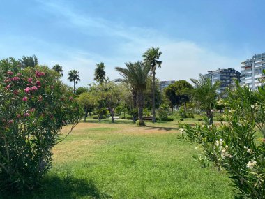 Yeşil bitkileri, tropikal ağaçları ve çalıları olan yeni ve güzel bir modern park. Şehirde dinlenme yeri.