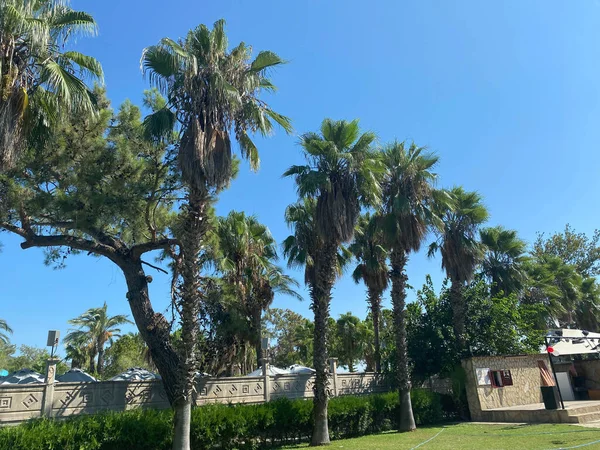 在阳光明媚的夏天 佛罗里达州墨西哥湾沿岸有豪华昂贵的公寓公寓公寓和棕榈树 — 图库照片