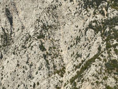 Yeşil ağaç derin tropikal yağmur ormanları insansız hava aracının arka planından aşağıya bakıyor..