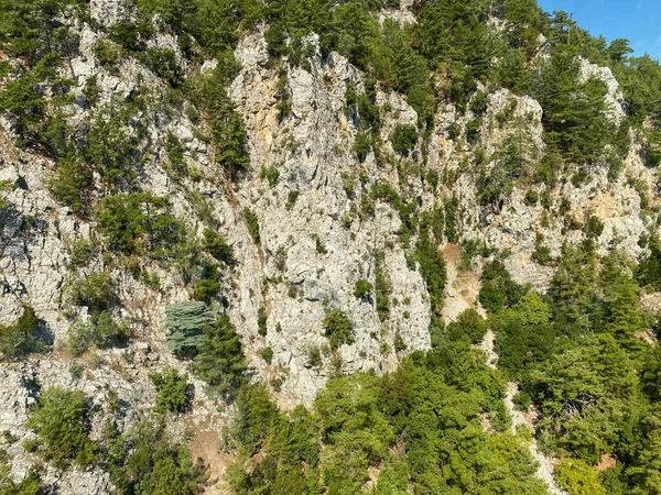 Wald Und Baumlandschaft Textur Abstrakter Hintergrund Luftaufnahme Wald Atmosphäre Bereich — Stockfoto