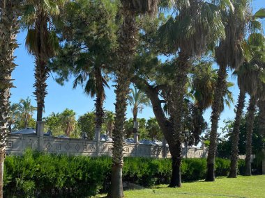 Dikim ve palmiye ağaçları ile tropikal peyzaj.