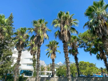 lüks Mısır otel palmiye ağacı ile.