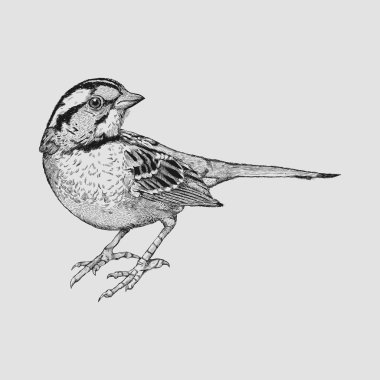Little Sparrow clipart