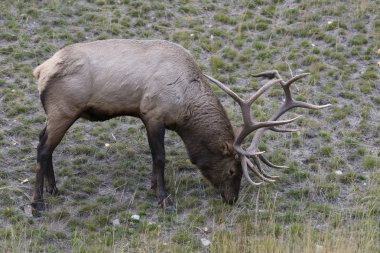Yabani Antlered boğa elk