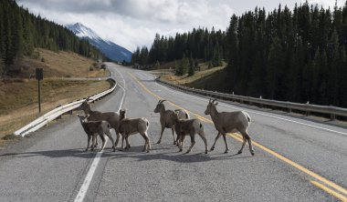 Büyük horn koyun otoyol geçiş