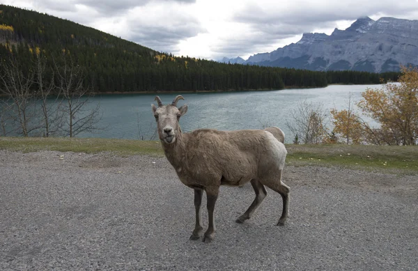 Sheep at Two Jack Lake — Stock Photo, Image