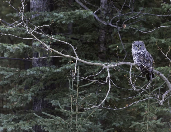 Barred Owl in the Wild  Columbia, Canada — Stock Photo, Image