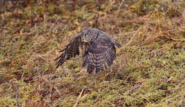 Burung hantu abu-abu besar di Canadian Rockies — Stok Foto