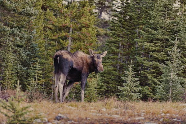 Wilder bulle elch, banff nationalpark alberta canada — Stockfoto